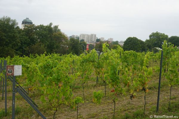 Zielina Gora Weinfest  