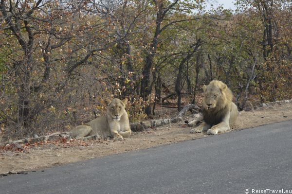 Action Loewen Safari by ReiseTravel.eu