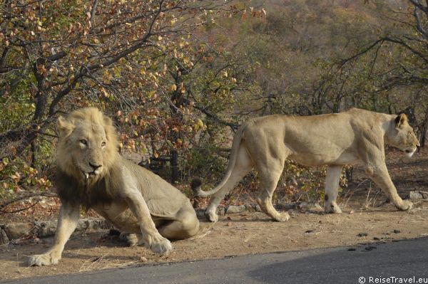 Loewen Safari by ReiseTravel.eu