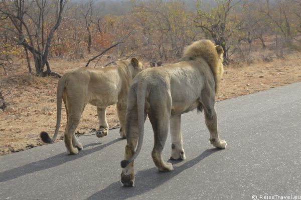 Loewen Safari by ReiseTravel.eu