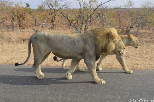 Kruger Nationalpark Loewen Safari by ReiseTravel.eu