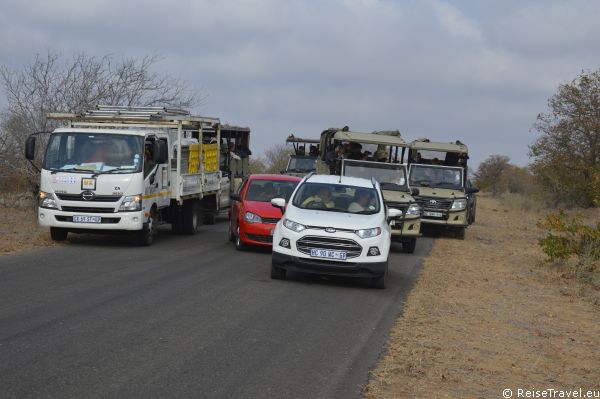 Loewen Safari mit dem Auto by ReiseTravel.eu