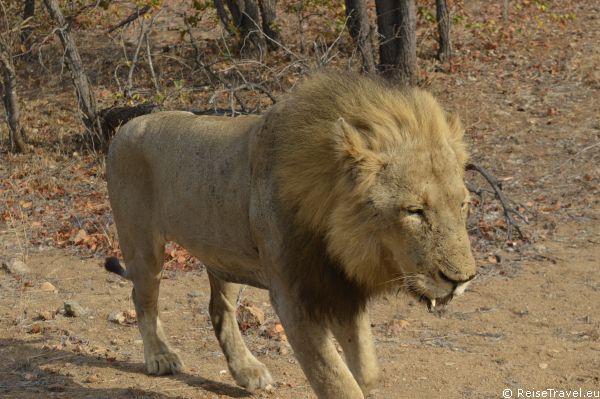 Loewen Safari by ReiseTravel.eu