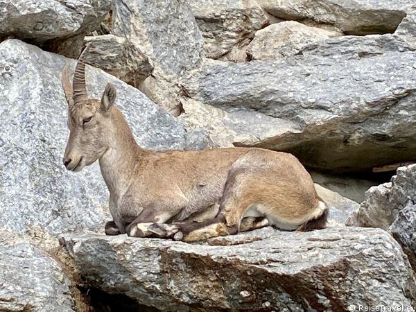 Alpenzoo Innsbruck