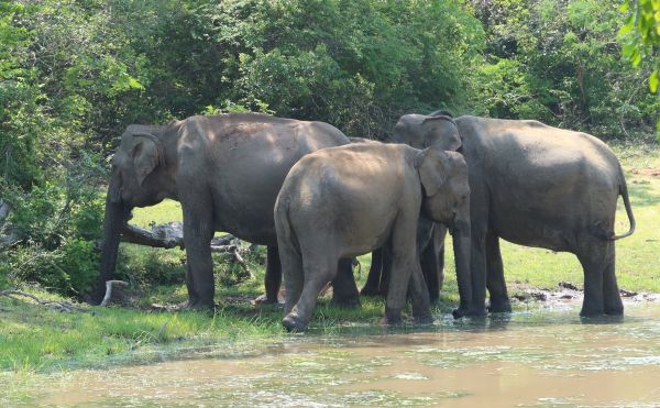 Sri Lanka