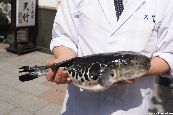 Fugu Fisch in Tokio, 