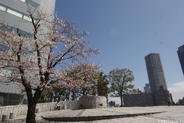 Tokio Kirschbl&amp;uuml;te