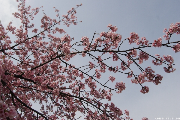 Tokio Kirschbl&amp;uuml;te
